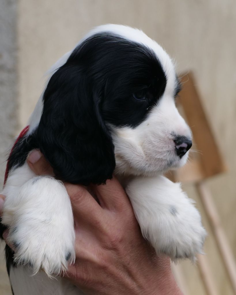 de la rivière d'opale - Chiots disponibles - Cocker Spaniel Anglais