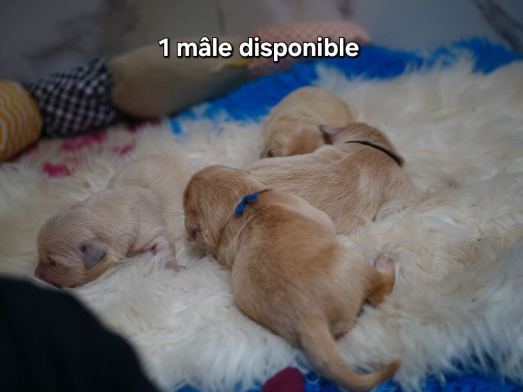 de la rivière d'opale - Chiots disponibles - Golden Retriever