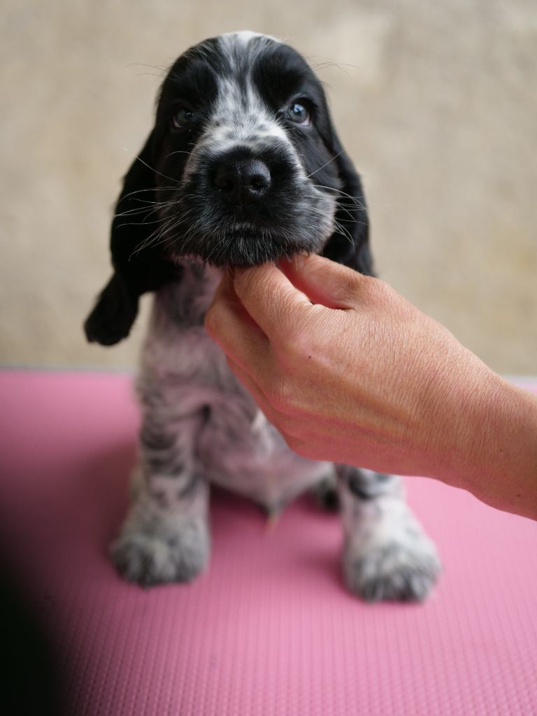 de la rivière d'opale - Chiots disponibles - Cocker Spaniel Anglais