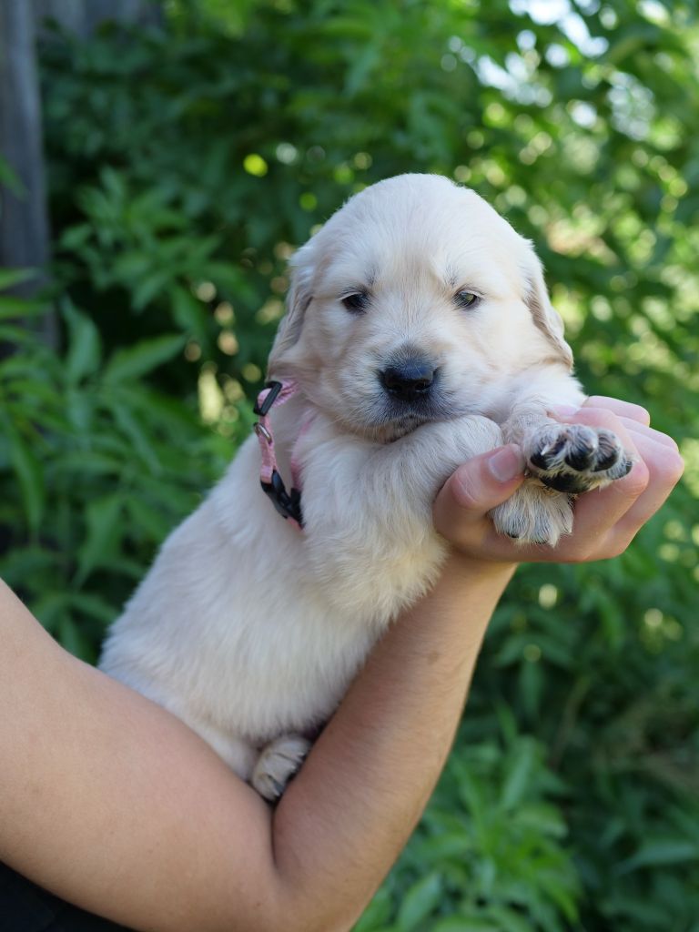 de la rivière d'opale - Chiots disponibles - Golden Retriever