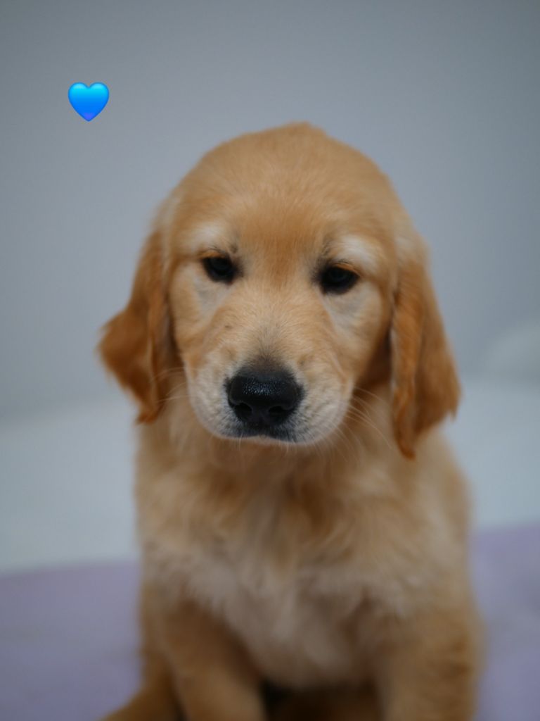 de la rivière d'opale - Golden Retriever - Portée née le 17/05/2025