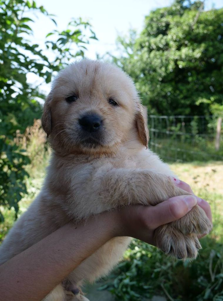 de la rivière d'opale - Chiots disponibles - Golden Retriever