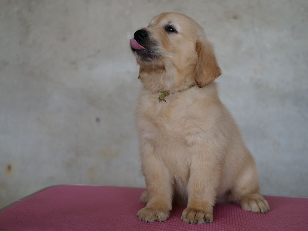 de la rivière d'opale - Chiots disponibles - Golden Retriever