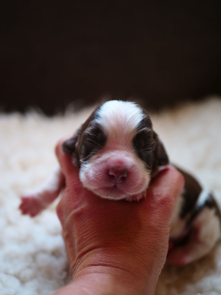de la rivière d'opale - Chiots disponibles - Cocker Spaniel Anglais