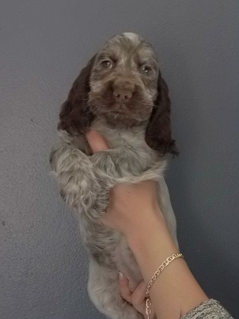 de la rivière d'opale - Cocker Spaniel Anglais - Portée née le 18/08/2016