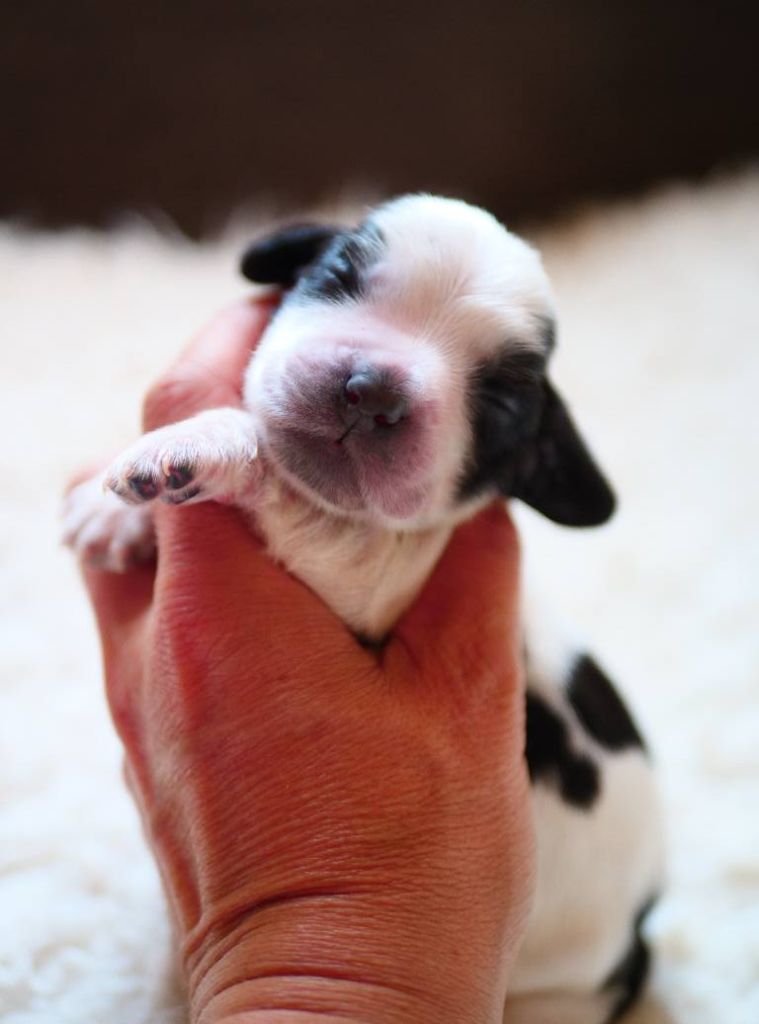 de la rivière d'opale - Chiots disponibles - Cocker Spaniel Anglais