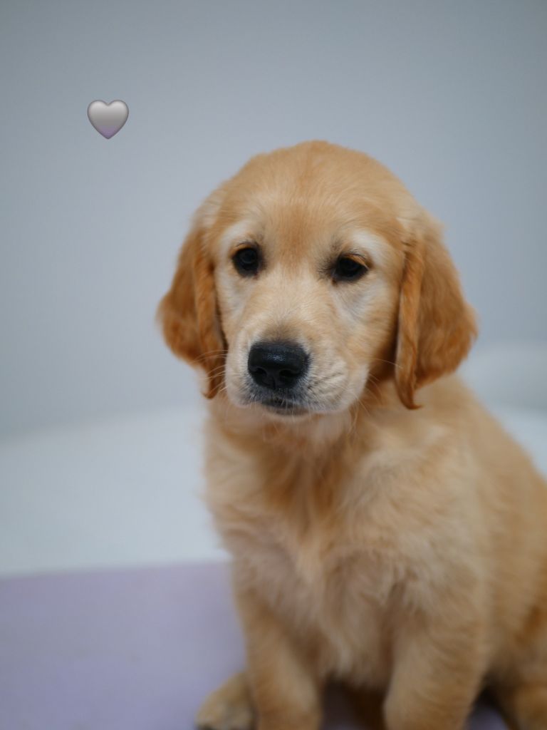 de la rivière d'opale - Chiots disponibles - Golden Retriever