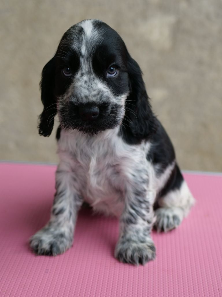 de la rivière d'opale - Chiots disponibles - Cocker Spaniel Anglais
