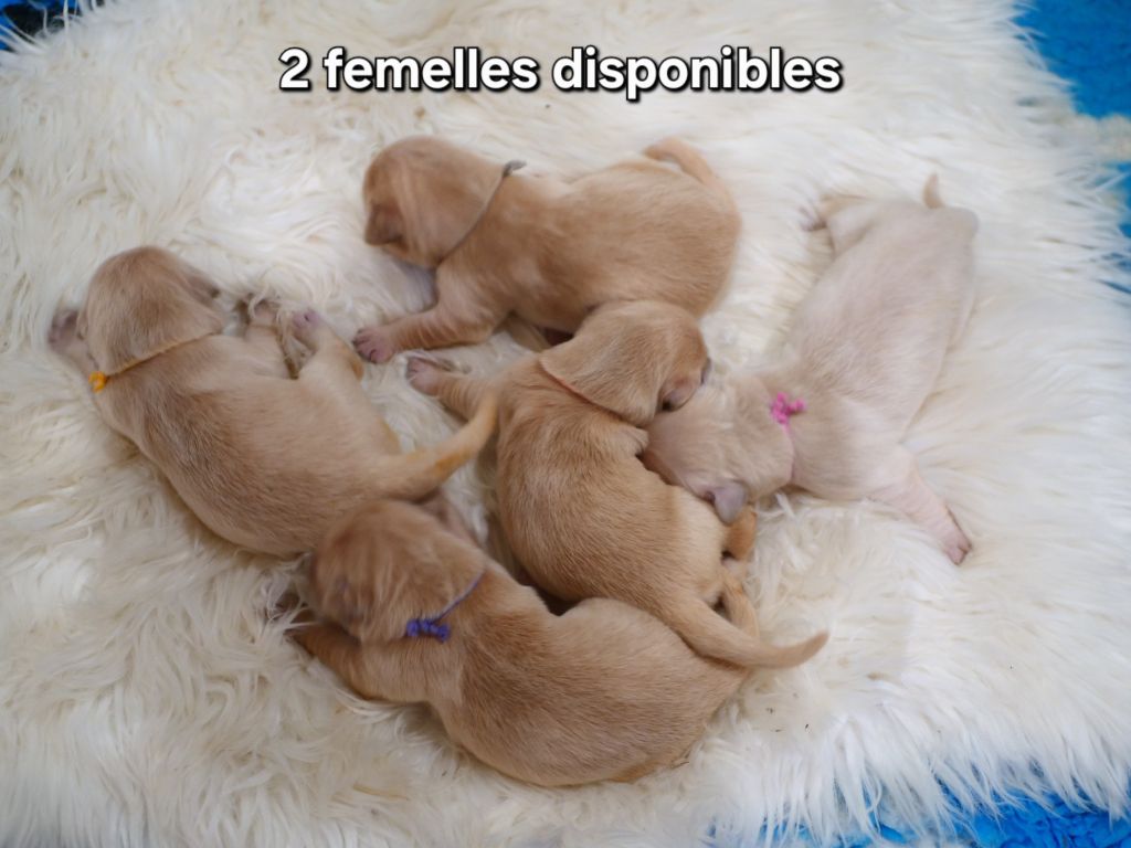 de la rivière d'opale - Chiots disponibles - Golden Retriever