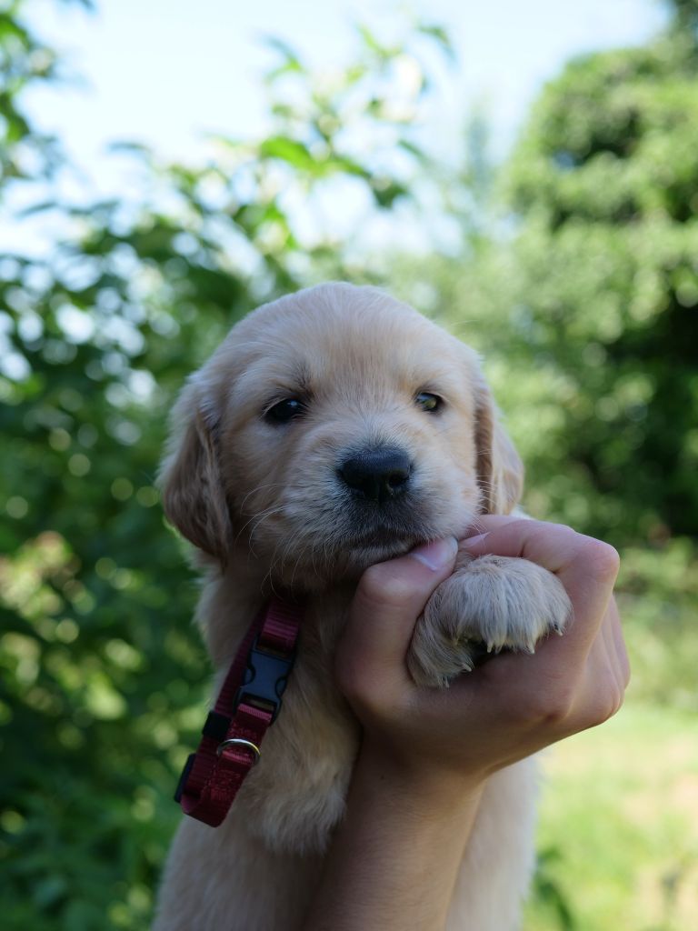 de la rivière d'opale - Chiots disponibles - Golden Retriever