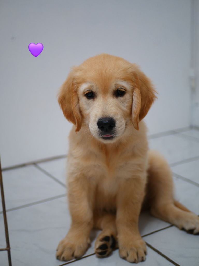 de la rivière d'opale - Chiots disponibles - Golden Retriever