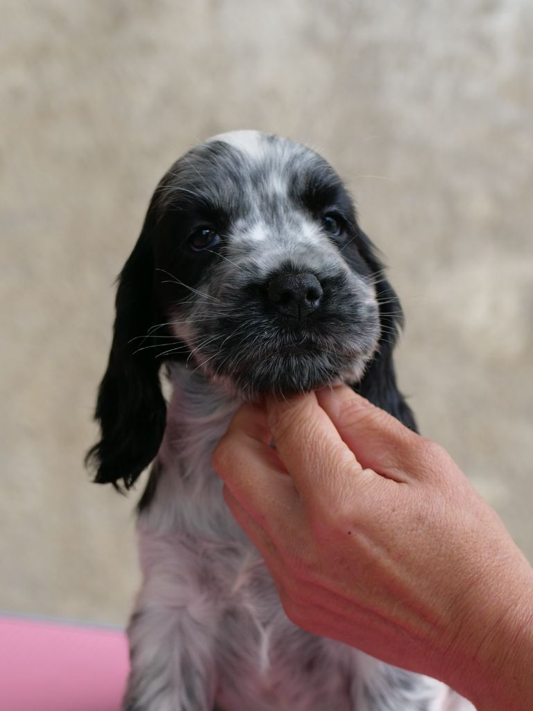 de la rivière d'opale - Chiots disponibles - Cocker Spaniel Anglais