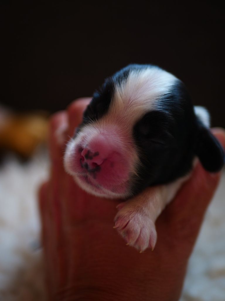 de la rivière d'opale - Chiots disponibles - Cocker Spaniel Anglais